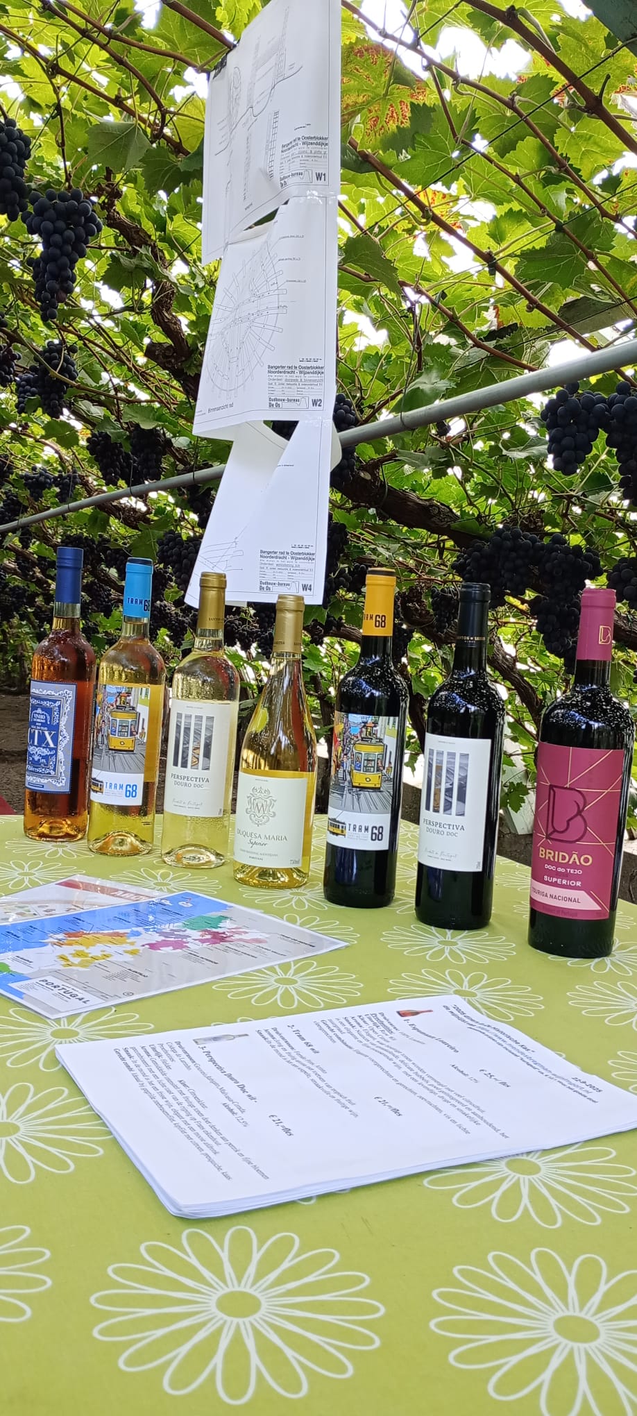 Selectie van wijnen tussen de druivenranken